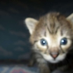 Nala Savannah, F-2B BST, female DOB 7-1-17