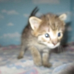 Nala Savannah, F-2B BST, female DOB 7-1-17