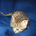 Nala Savannah, F-2B BST, female DOB 7-1-17