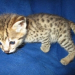 Nala Savannah, F-2B BST, female DOB 7-1-17