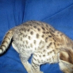 Nala Savannah, F-2B BST, female DOB 7-1-17