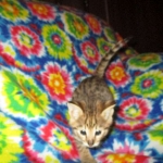 Nala Savannah, F-2B BST, female DOB 7-1-17