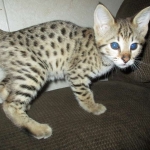 Nala Savannah, F-2B BST, female DOB 7-1-17