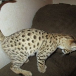 Nala Savannah, F-2B BST, female DOB 7-1-17