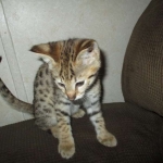 Nala Savannah, F-2B BST, female DOB 7-1-17