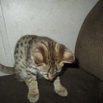 Nala Savannah, F-2B BST, female DOB 7-1-17