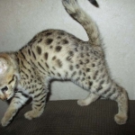 Nala Savannah, F-2B BST, female DOB 7-1-17