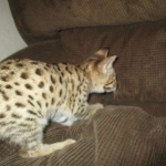 Nala Savannah, F-2B BST, female DOB 7-1-17