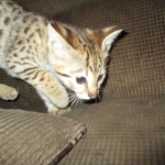 Nala Savannah, F-2B BST, female DOB 7-1-17