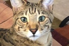 Marley, Savannah, F-2B, Brown Black Spotted Male, DOB 12-22-16