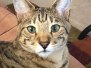 Marley, Savannah, F-2B, Brown Black Spotted Male, DOB 12-22-16