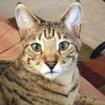 Marley, Savannah, F-2B, Brown (black) Spotted, Male, DOB 12-22-16