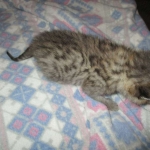 Savannah, F-2B, Brown (black) Spotted, Male, DOB 12-22-16