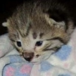 Savannah, F-2B, Brown (black) Spotted, Male, DOB 12-22-16