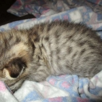 Savannah, F-2B, Brown (black) Spotted, Male, DOB 12-22-16