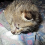 Savannah, F-2B, Brown (black) Spotted, Male, DOB 12-22-16