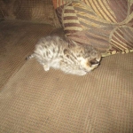 Savannah, F-2B, Brown (black) Spotted, Male, DOB 12-22-16