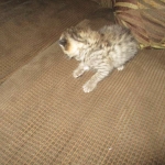 Savannah, F-2B, Brown (black) Spotted, Male, DOB 12-22-16