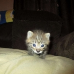 Savannah, F-2B, Brown (black) Spotted, Male, DOB 12-22-16