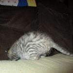 Savannah, F-2B, Brown (black) Spotted, Male, DOB 12-22-16