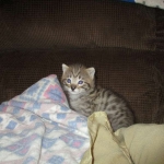 Savannah, F-2B, Brown (black) Spotted, Male, DOB 12-22-16