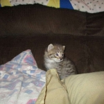 Savannah, F-2B, Brown (black) Spotted, Male, DOB 12-22-16