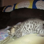 Savannah, F-2B, Brown (black) Spotted, Male, DOB 12-22-16