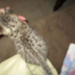 Savannah, F-2B, Brown (black) Spotted, Male, DOB 12-22-16