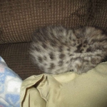 Savannah, F-2B, Brown (black) Spotted, Male, DOB 12-22-16