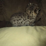 Savannah, F-2B, Brown (black) Spotted, Male, DOB 12-22-16