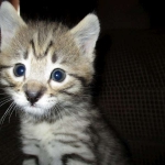 Cato, Savannah, F-2B, Brown (black) Spotted, Male, DOB 12-22-16