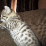 Cato, Savannah, F-2B, Brown (black) Spotted, Male, DOB 12-22-16