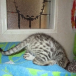 Cato, Savannah, F-2B, Brown (black) Spotted, Male, DOB 12-22-16