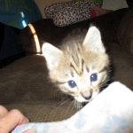 Cato, Savannah, F-2B, Brown (black) Spotted, Male, DOB 12-22-16