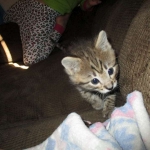 Cato, Savannah, F-2B, Brown (black) Spotted, Male, DOB 12-22-16