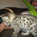 Cato, Savannah, F-2B, Brown (black) Spotted, Male, DOB 12-22-16