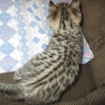 Cato, Savannah, F-2B, Brown (black) Spotted, Male, DOB 12-22-16