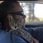 Marley, Savannah, F-2B, Brown (black) Spotted, Male, DOB 12-22-16