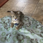 Marley, Savannah, F-2B, Brown (black) Spotted, Male, DOB 12-22-16