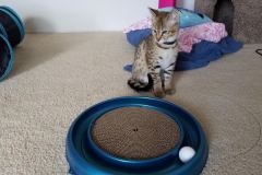 Floki Savannah, F-2B, Brown (black) spotted Male DOB 12/17/16