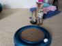 Floki Savannah, F-2B, Brown (black) spotted Male DOB 12/17/16