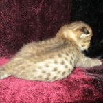 Savannah, F-2B, Brown (black) spotted, Male DOB 12/17/16