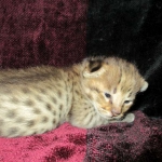 Savannah, F-2B, Brown (black) spotted, Male DOB 12/17/16