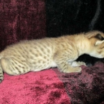 Savannah, F-2B, Brown (black) spotted, Male DOB 12/17/16