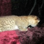 Savannah, F-2B, Brown (black) spotted, Male DOB 12/17/16