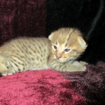 Savannah, F-2B, Brown (black) spotted, Male DOB 12/17/16