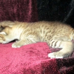 Savannah, F-2B, Brown (black) spotted, Male DOB 12/17/16