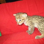 Savannah, F-2B, Brown (black) spotted, Male DOB 12/17/16