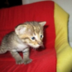 Savannah, F-2B, Brown (black) spotted, Male DOB 12/17/16