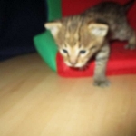 Savannah, F-2B, Brown (black) spotted, Male DOB 12/17/16